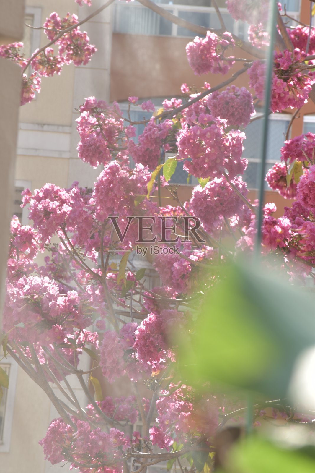 粉红色的花照片摄影图片