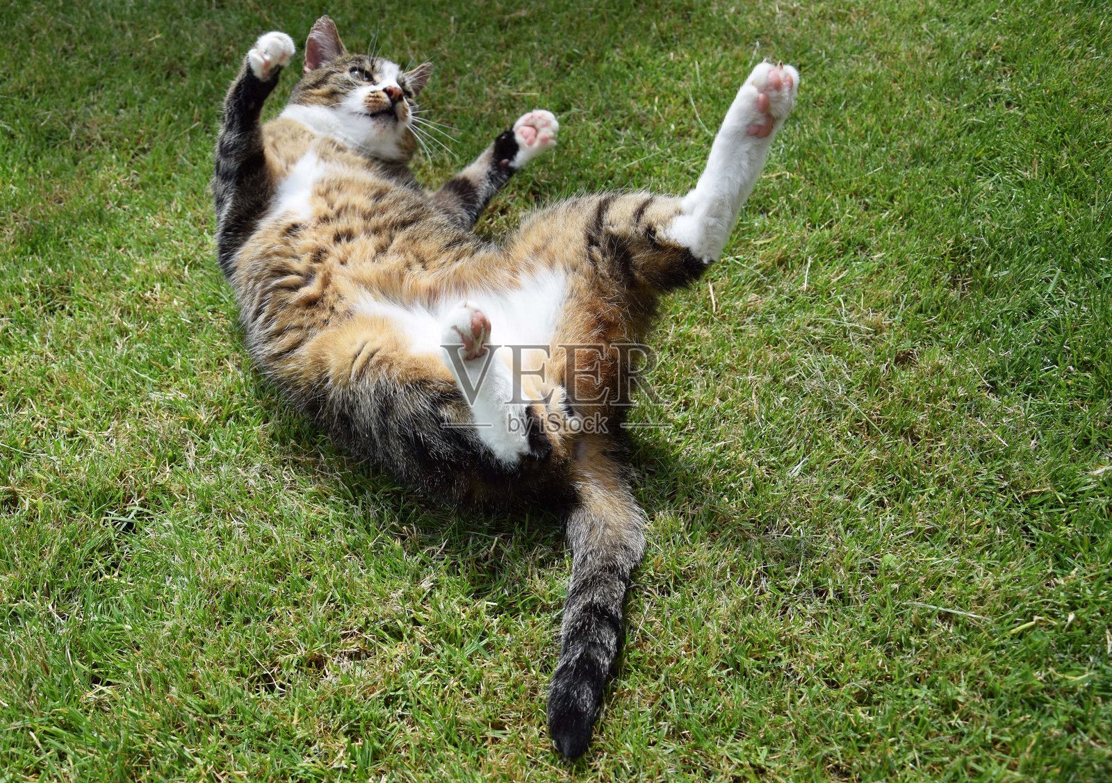 趴在田野上的猫的高视角照片摄影图片