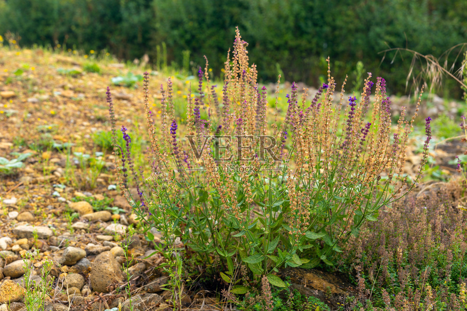 岩石山坡上长着一小块紫色的花照片摄影图片