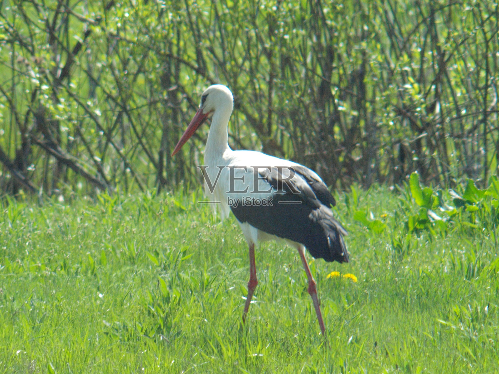 鹳鸟在草地上散步照片摄影图片