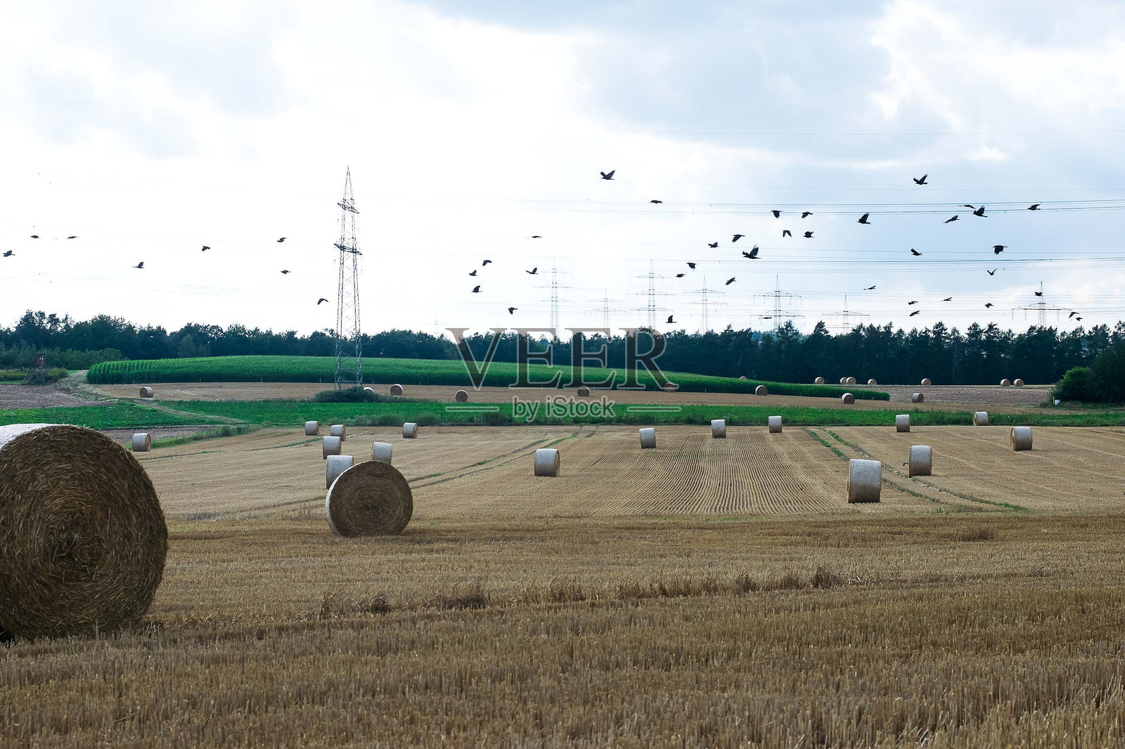 冬季牧草收获照片摄影图片