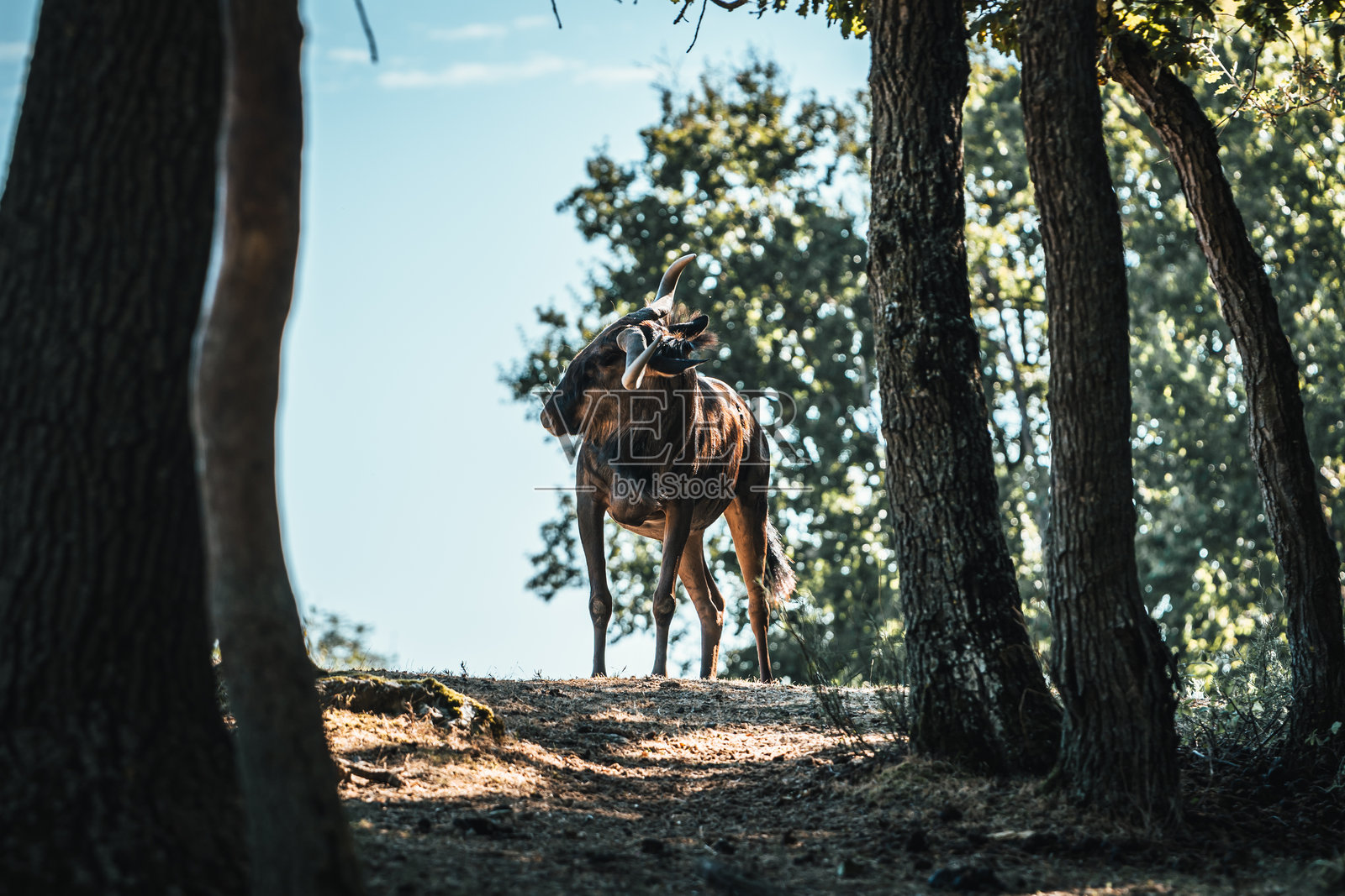 在法国的Peaugres野生动物园发现动物照片摄影图片