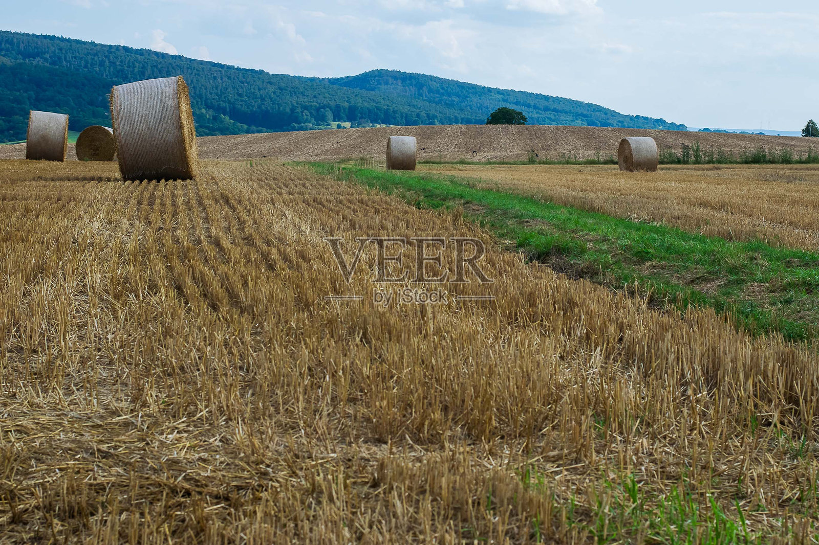 冬季牧草收获照片摄影图片