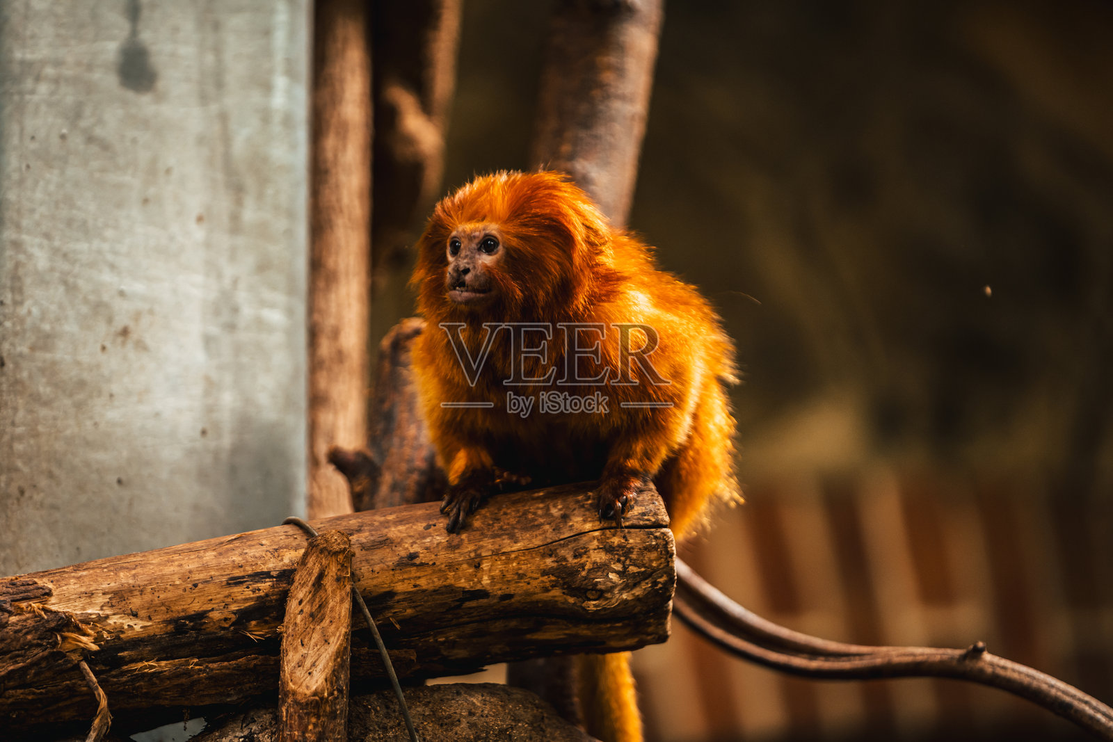 在法国的Peaugres野生动物园发现动物照片摄影图片