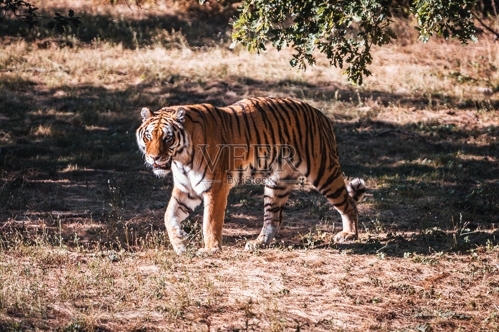 在法国的Peaugres野生动物园发现动物照片摄影图片