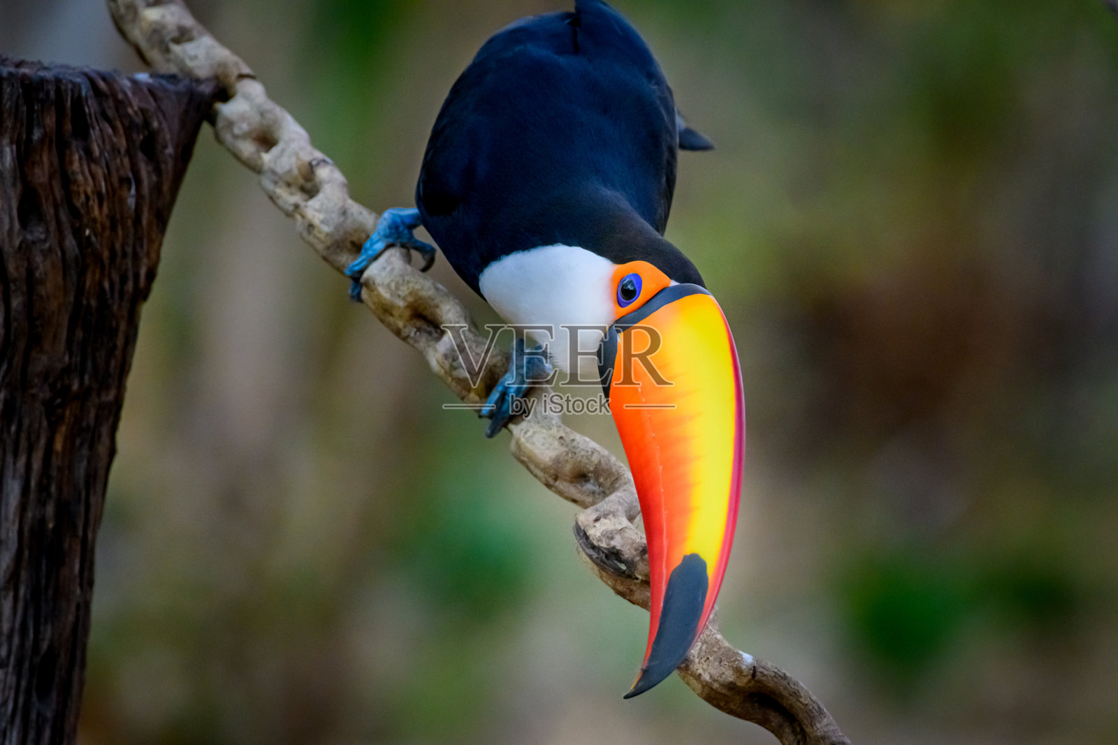 潘塔纳尔的鸟照片摄影图片