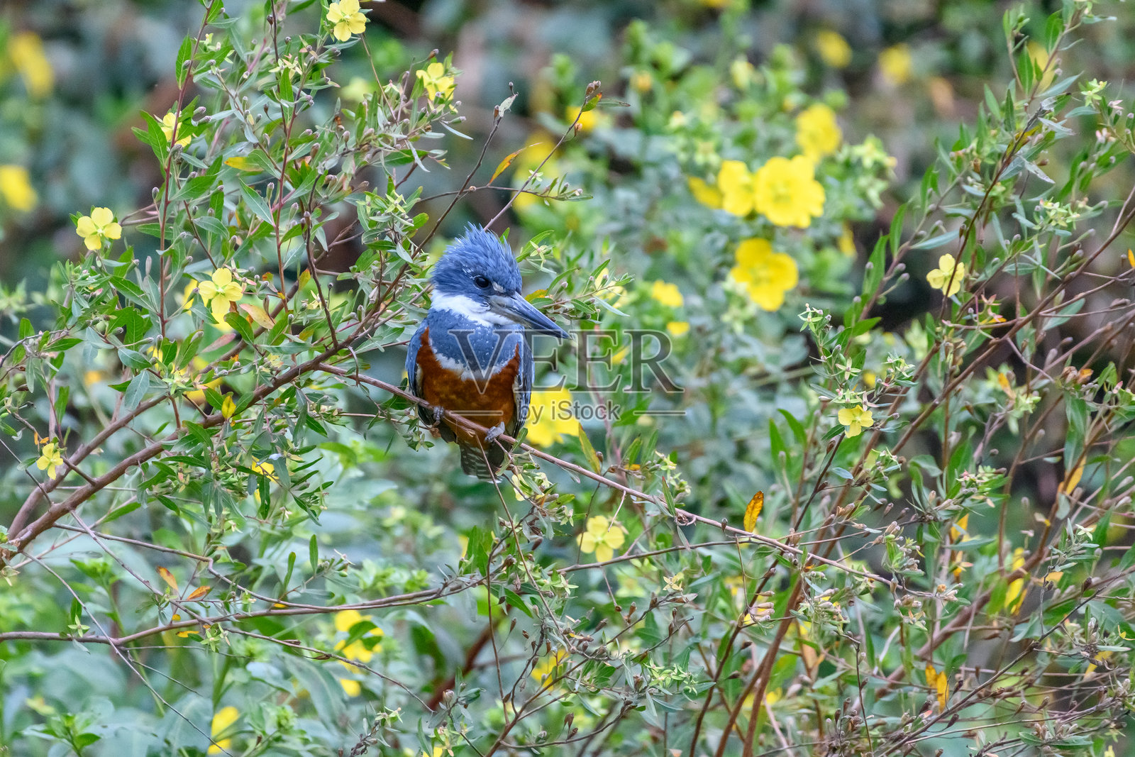 潘塔纳尔的鸟照片摄影图片