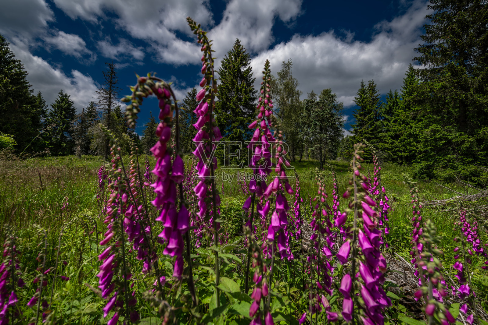 阳光明媚的日子里，克鲁恩山的毛地黄和草地照片摄影图片