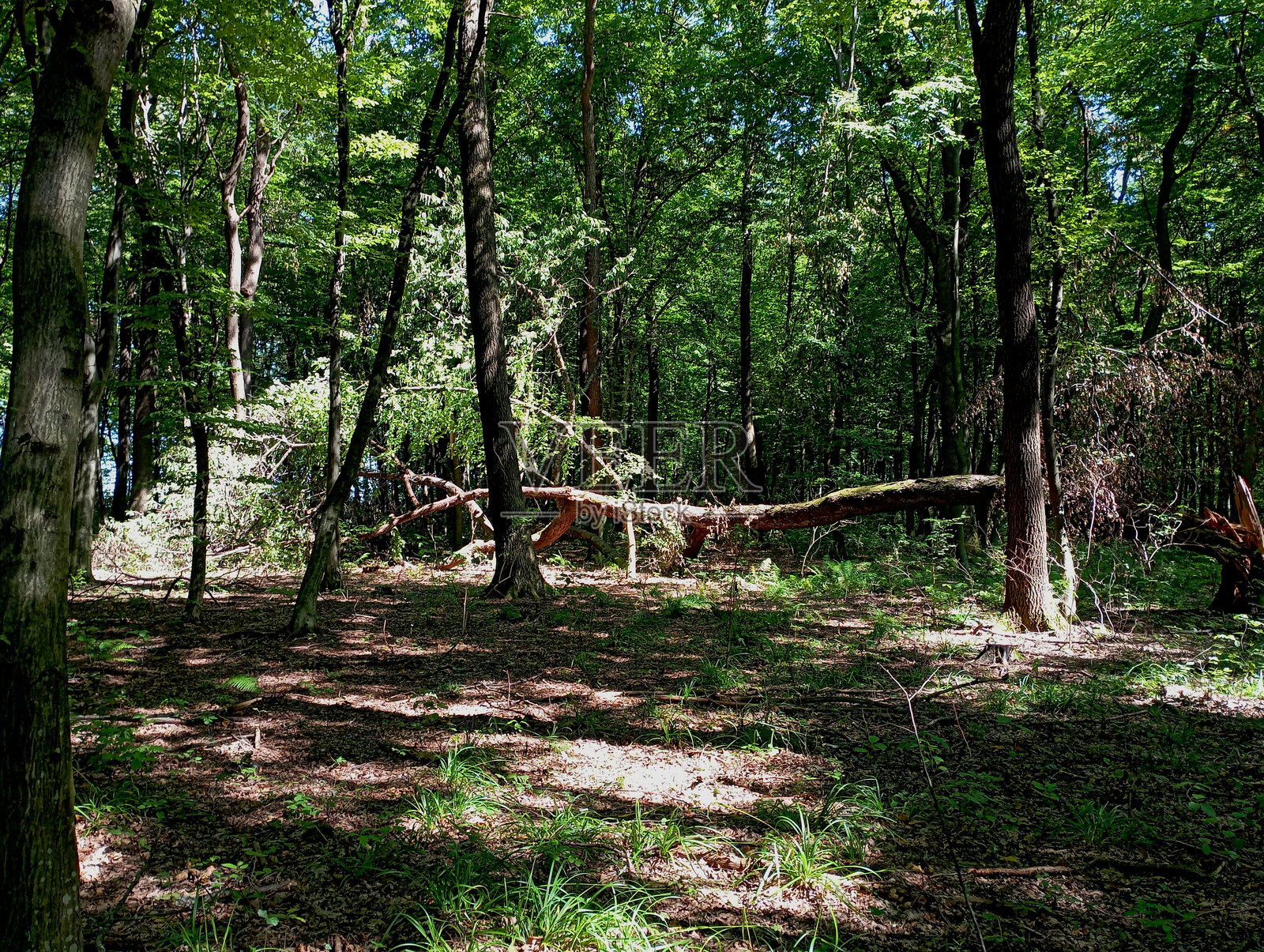 晴朗无云夏日中午的森林景观照片摄影图片