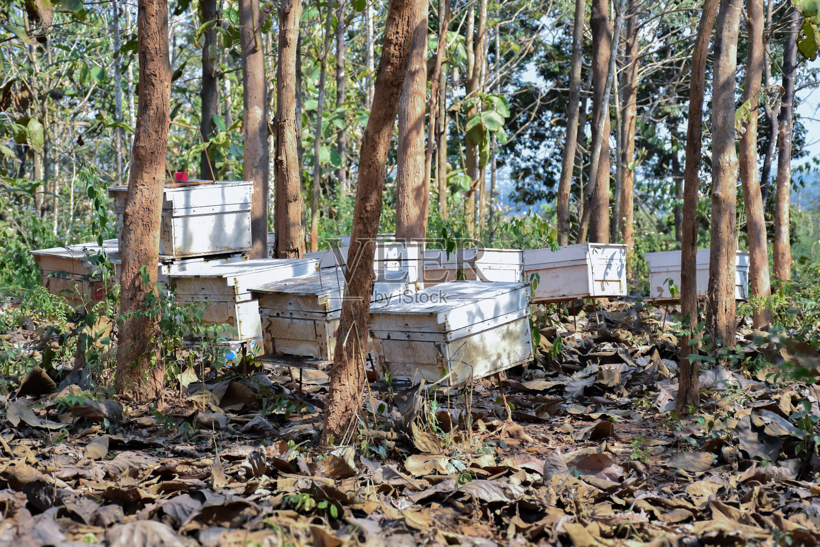 亚洲本地蜂箱照片摄影图片