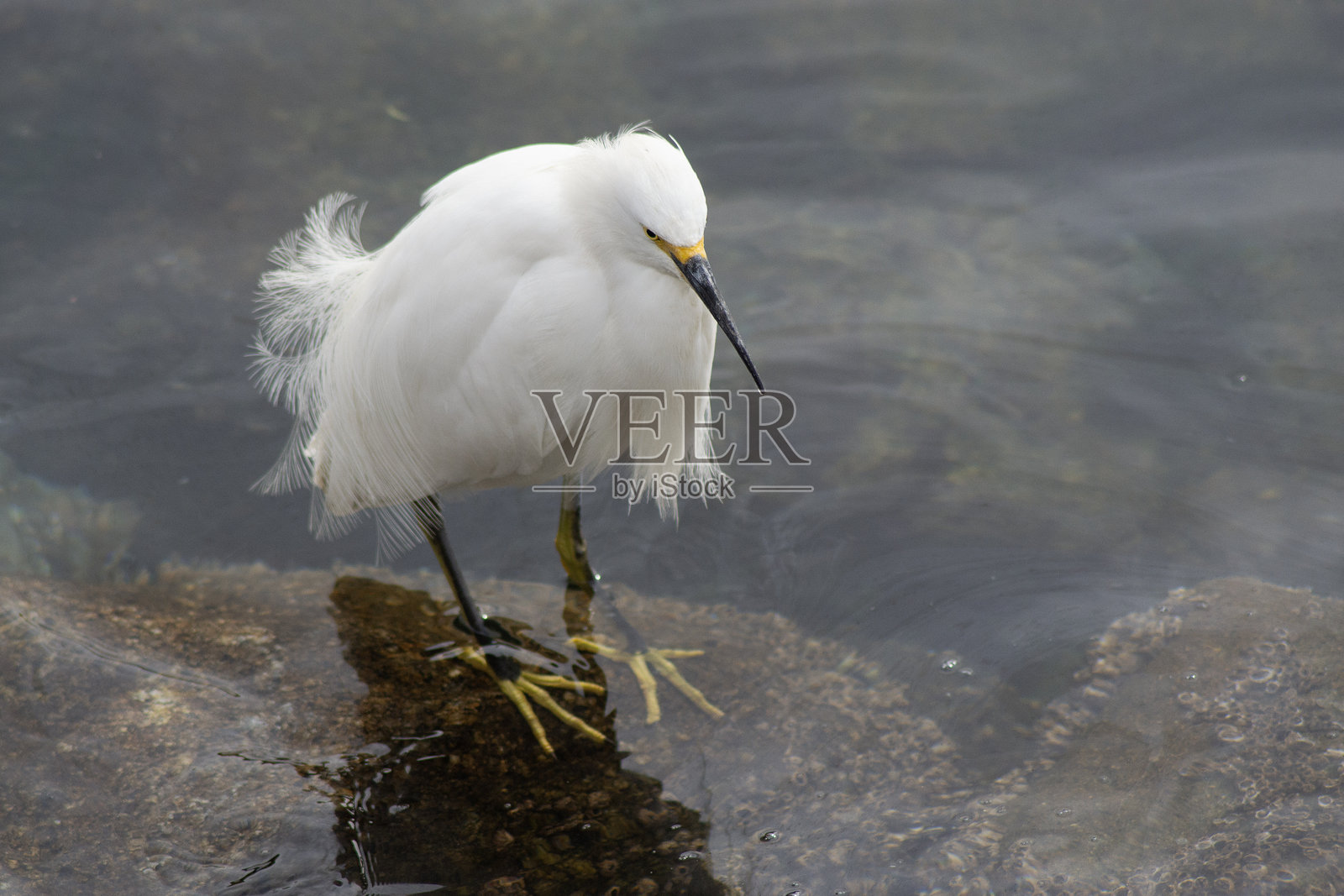 一只苍鹭在海里钓鱼照片摄影图片