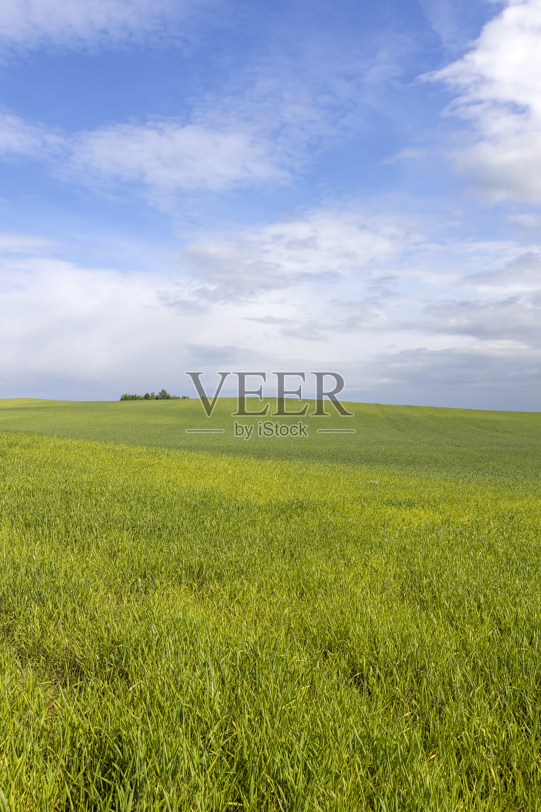 美丽的绿色小麦芽在晴朗的天气照片摄影图片
