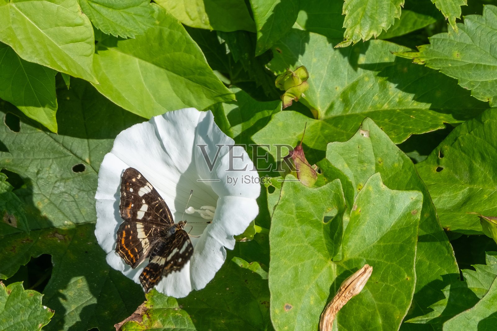 蝴蝶在白花上晒太阳照片摄影图片