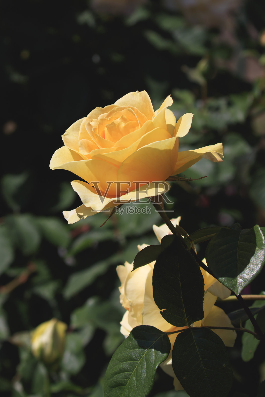 黄玫瑰在初夏的阳光下闪闪发光照片摄影图片