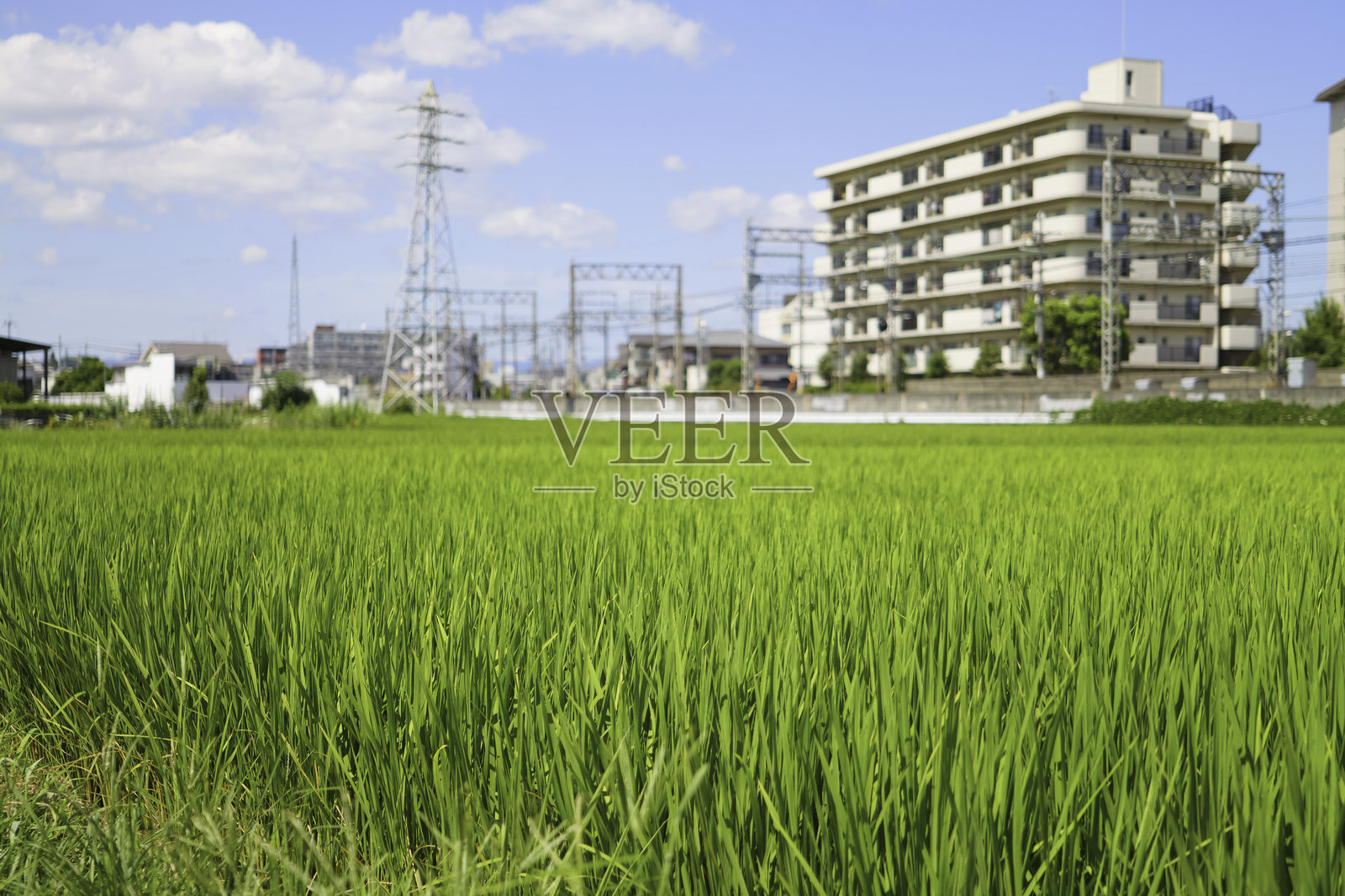盛夏，日本乡村风光，稻田，草原，农业照片摄影图片