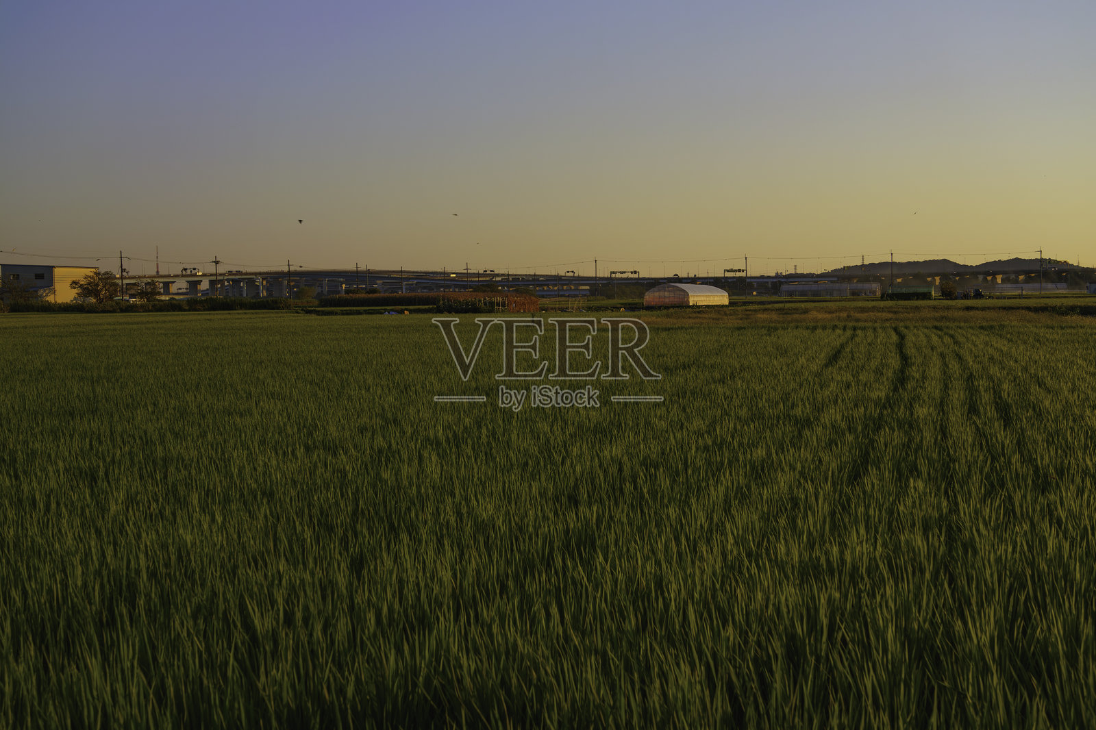 日本京都黄昏的稻田照片摄影图片