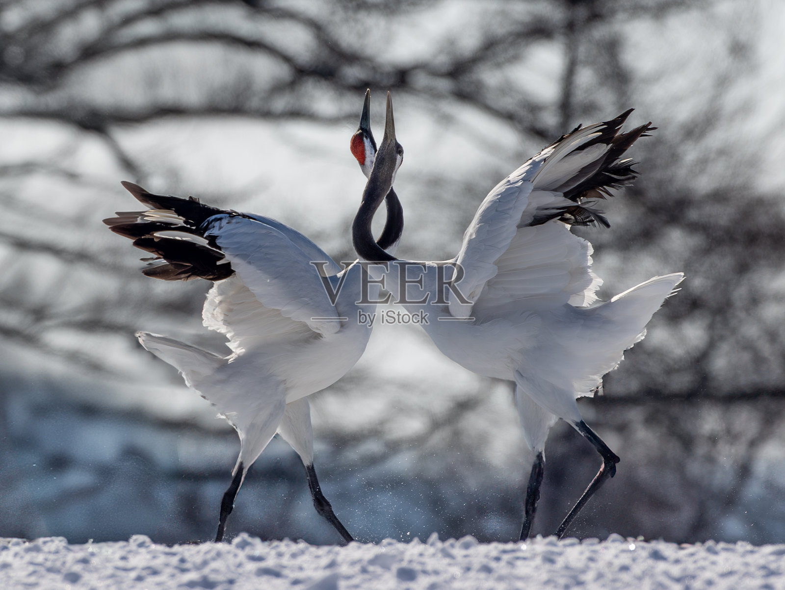 北海道浪漫的爱情展示照片摄影图片