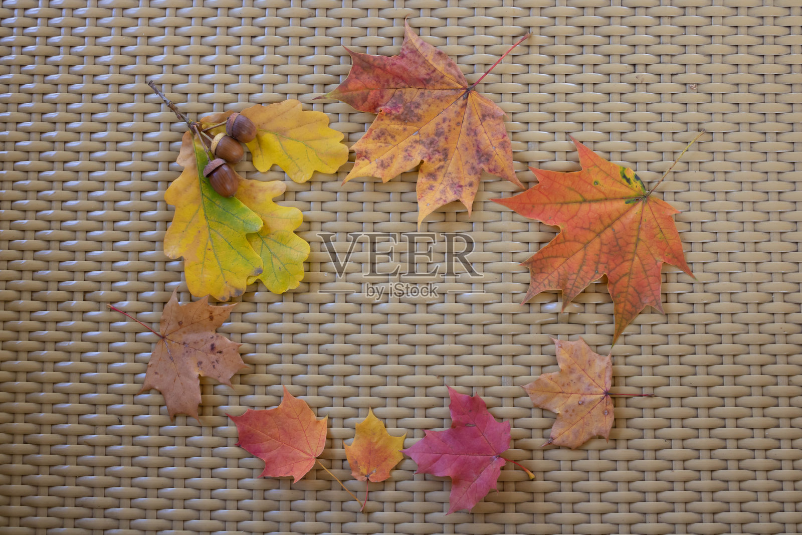 美丽的框架，由秋天的枫叶和橡树叶制成。照片摄影图片