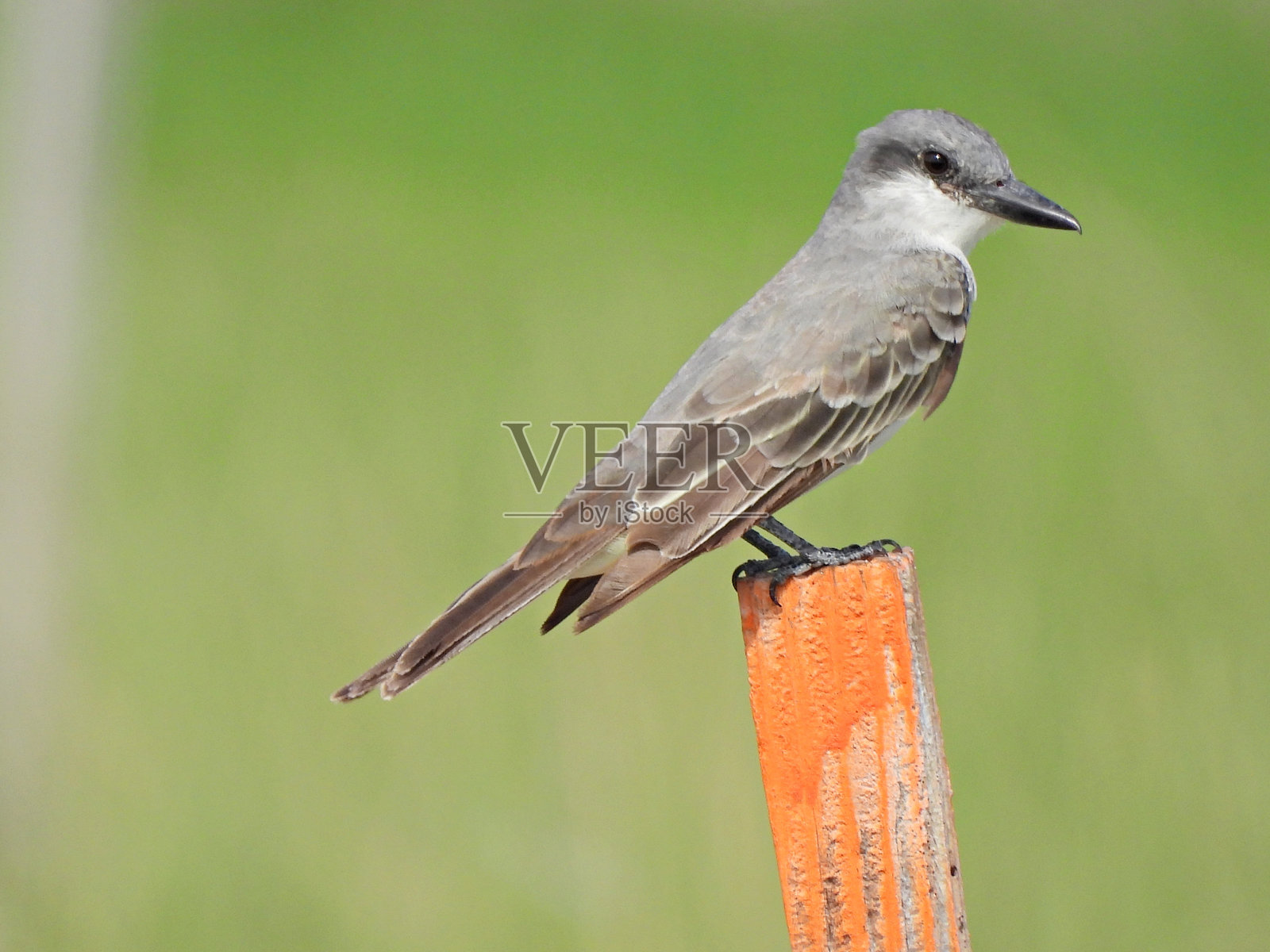 灰色Kingbird (Tyrannus dominicensis) -栖息在橙色的木桩上照片摄影图片