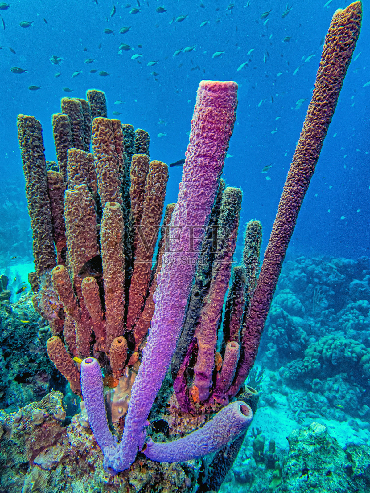 枝状花瓶海绵，绒海绵，枝状海绵，针状海绵照片摄影图片