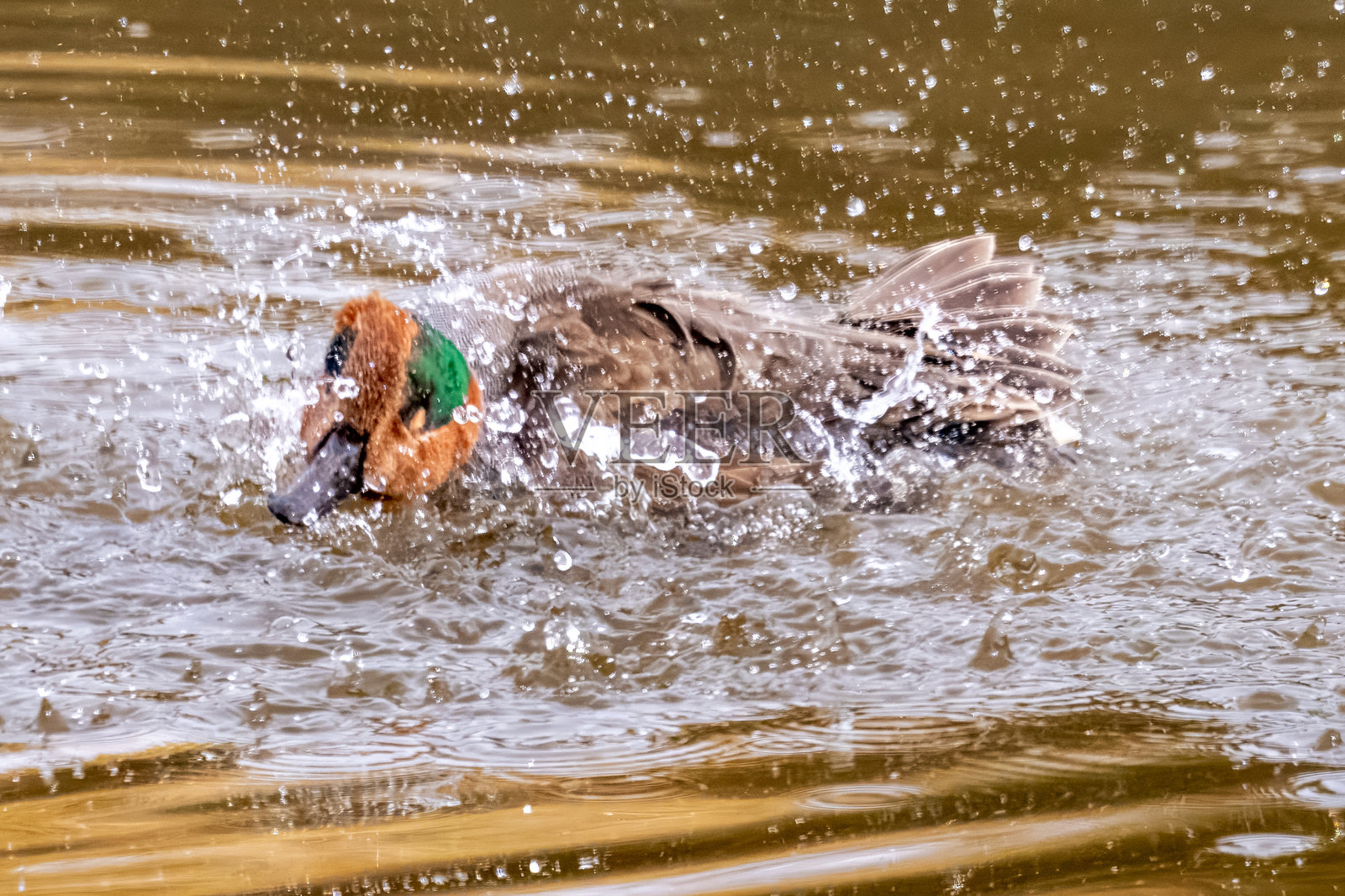 绿翅鸭照片摄影图片