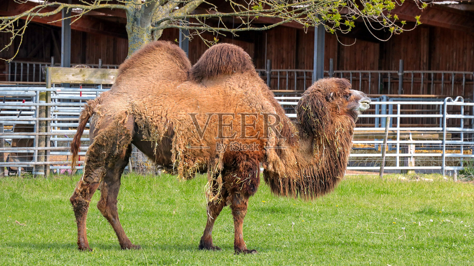 阳光明媚的日子里，围场里的骆驼照片摄影图片