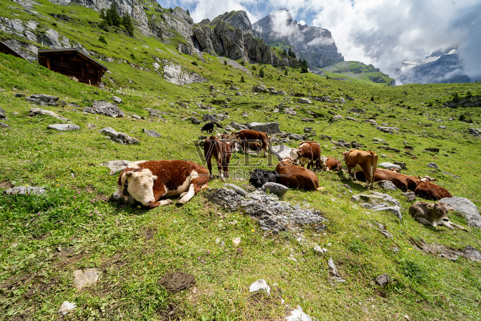 奶牛在瑞士奥斯钦尼湖的山坡上悠闲地散步照片摄影图片