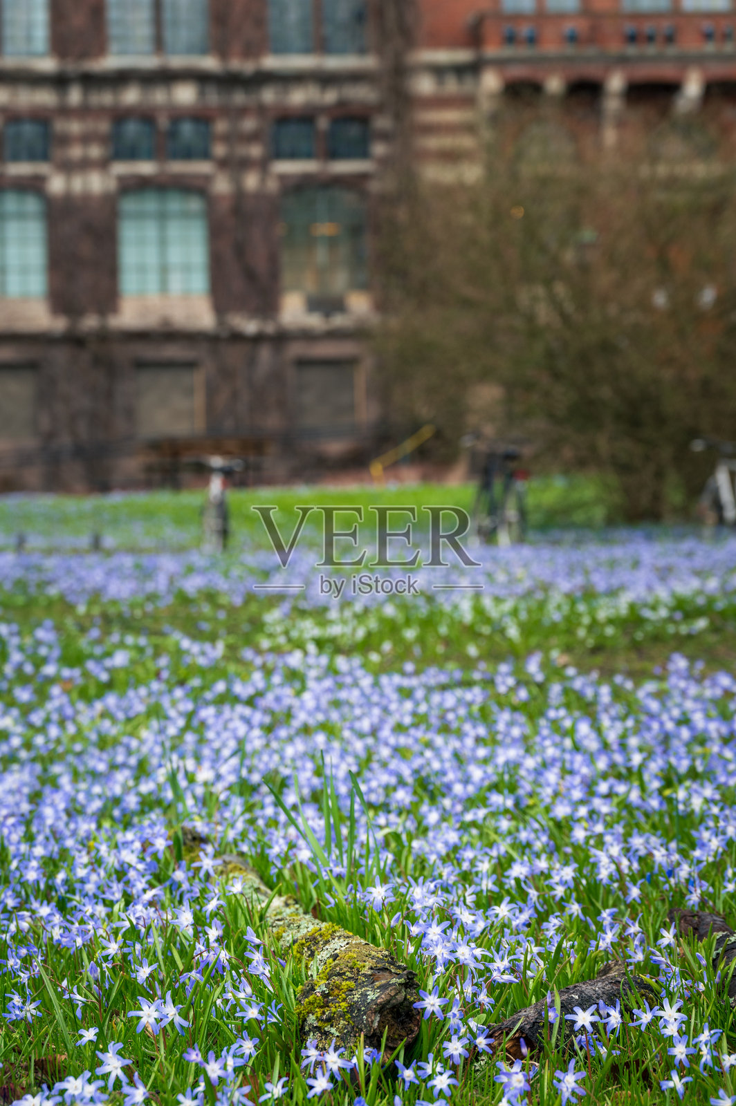 在瑞典隆德的一个公园里，一根断了的木头躺在蓝色的丁香花中间照片摄影图片
