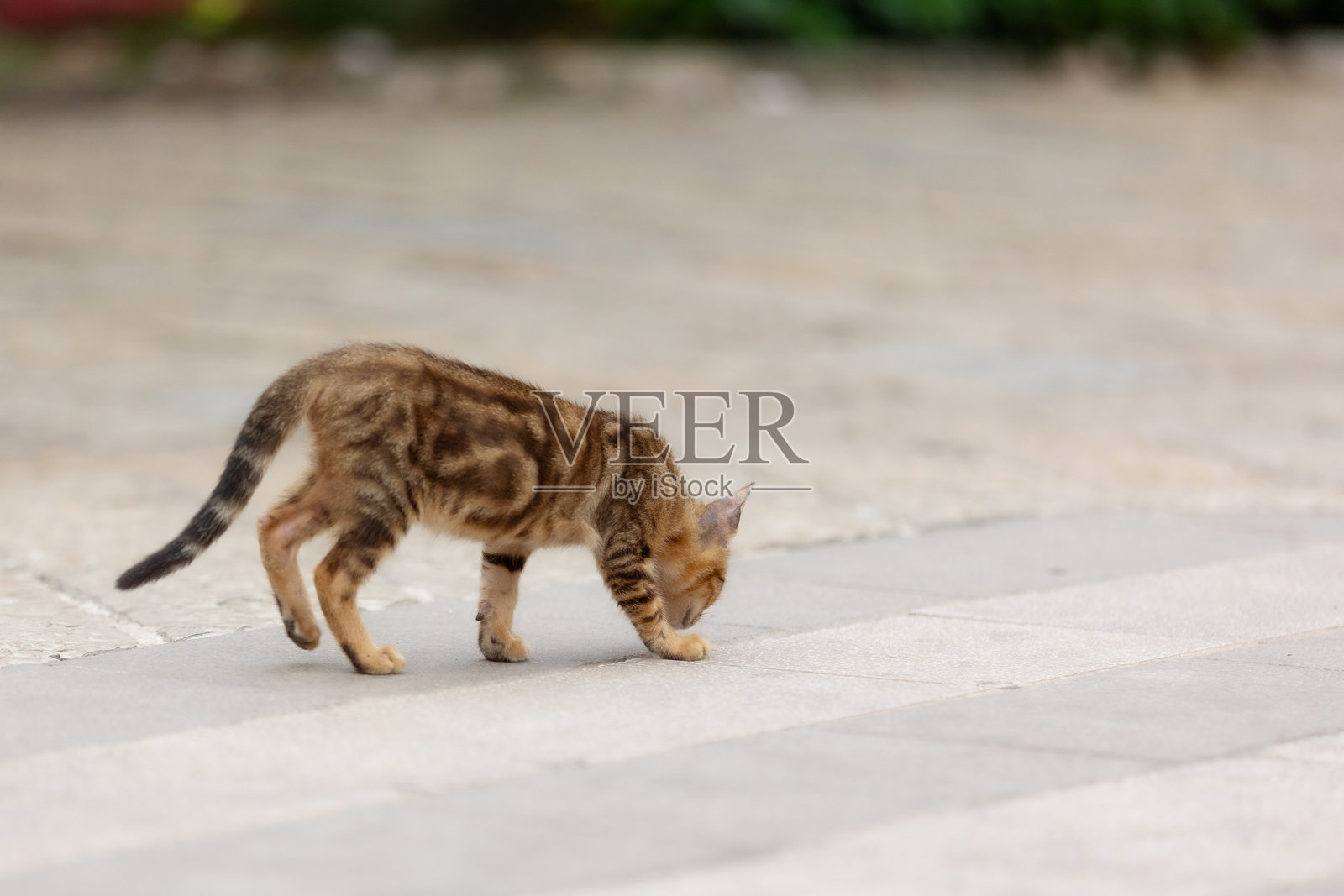 黑山科托尔古城的流浪猫照片摄影图片