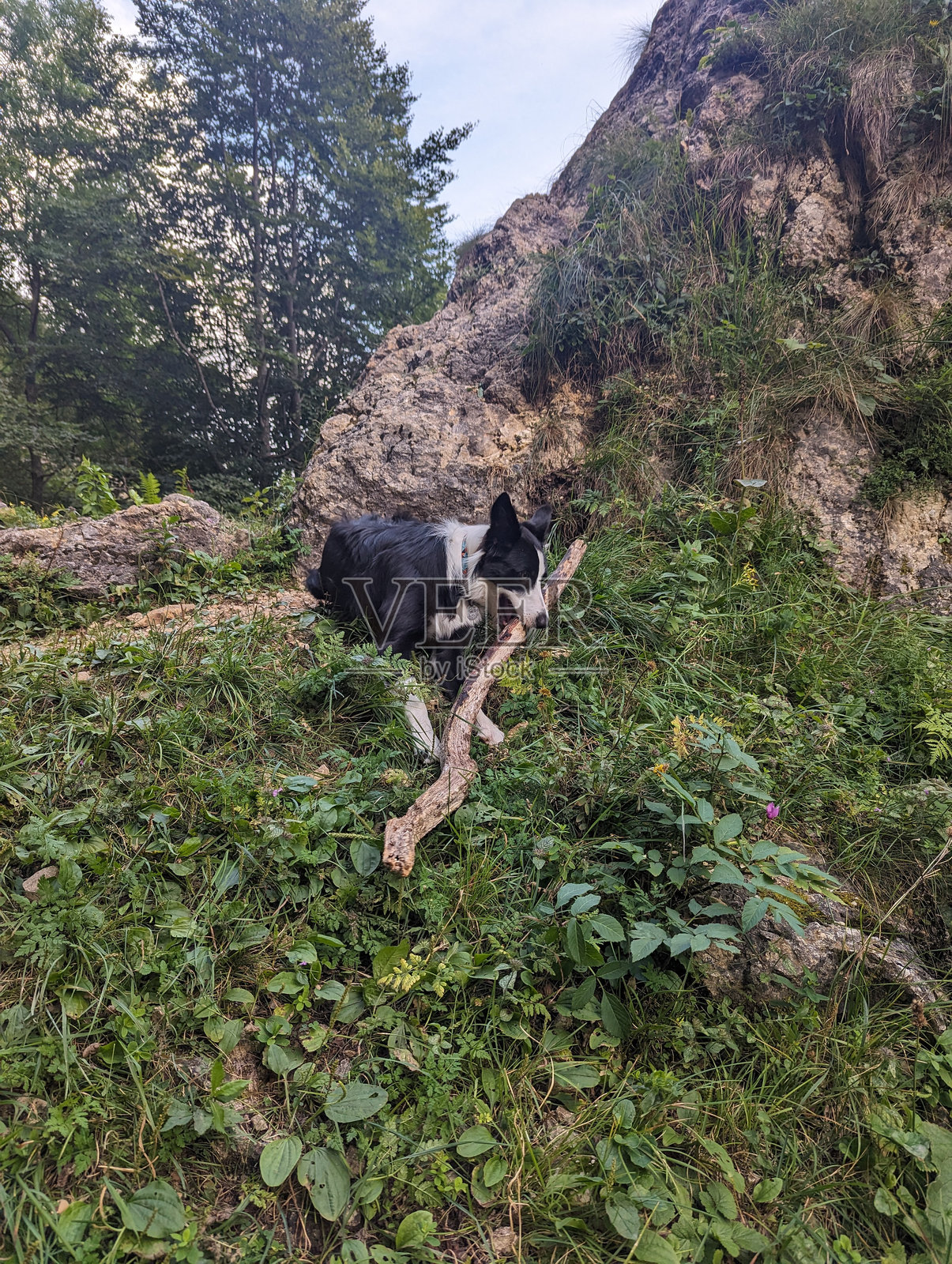 在户外玩耍的边境牧羊犬照片摄影图片