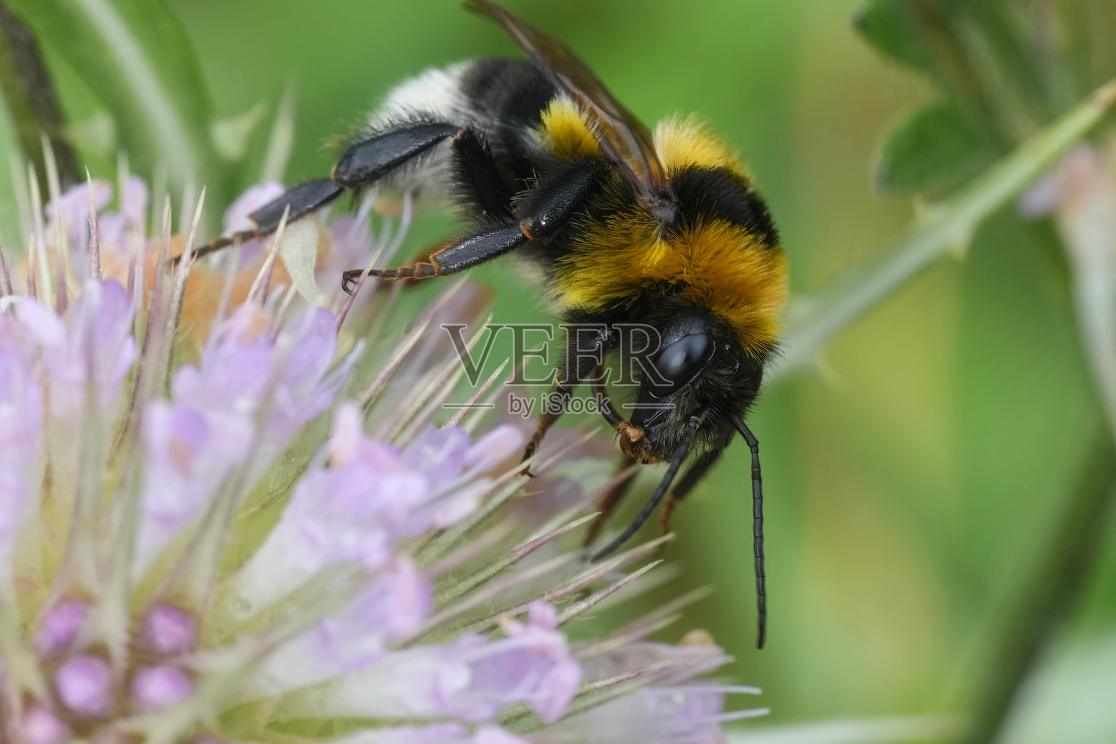 一只可爱的毛茸茸的彩色女王欧洲大花园大黄蜂，在一朵粉红色的花上照片摄影图片