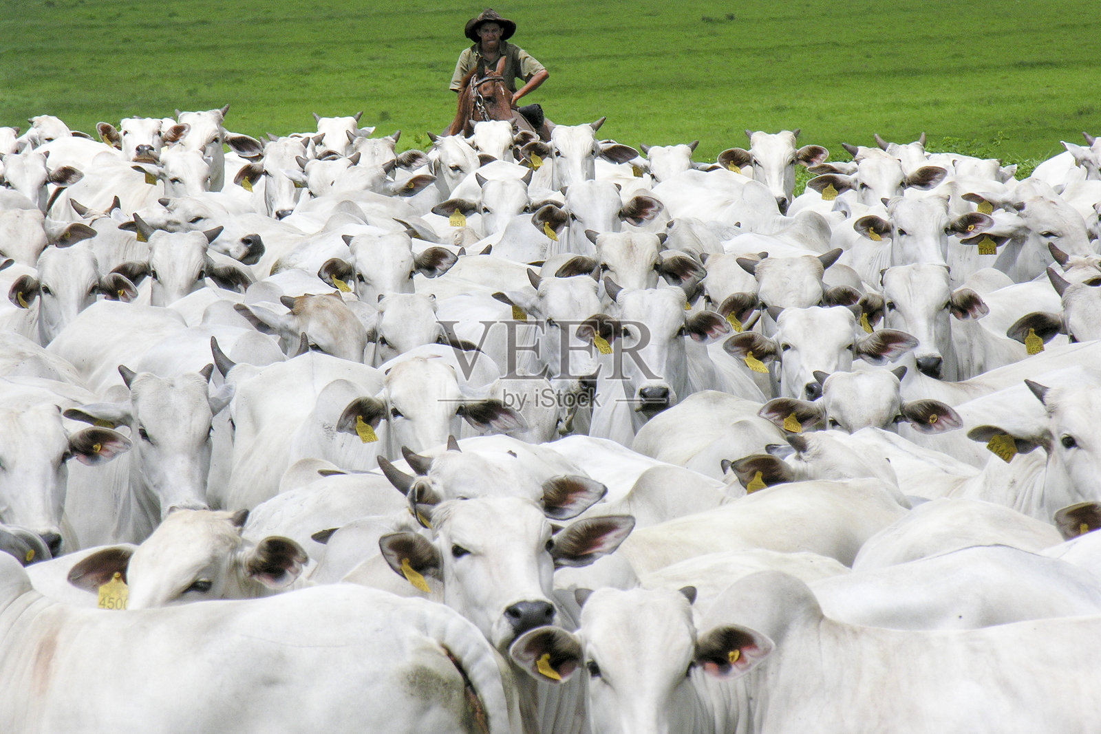 牧童放牛照片摄影图片
