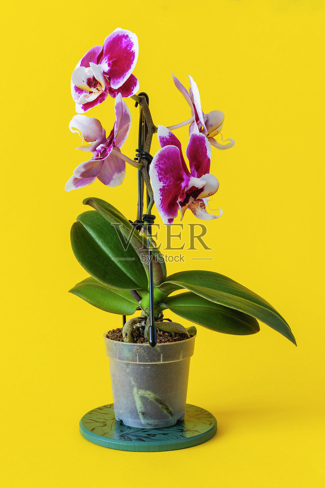 黄色背景上的蝴蝶兰幼苗照片摄影图片