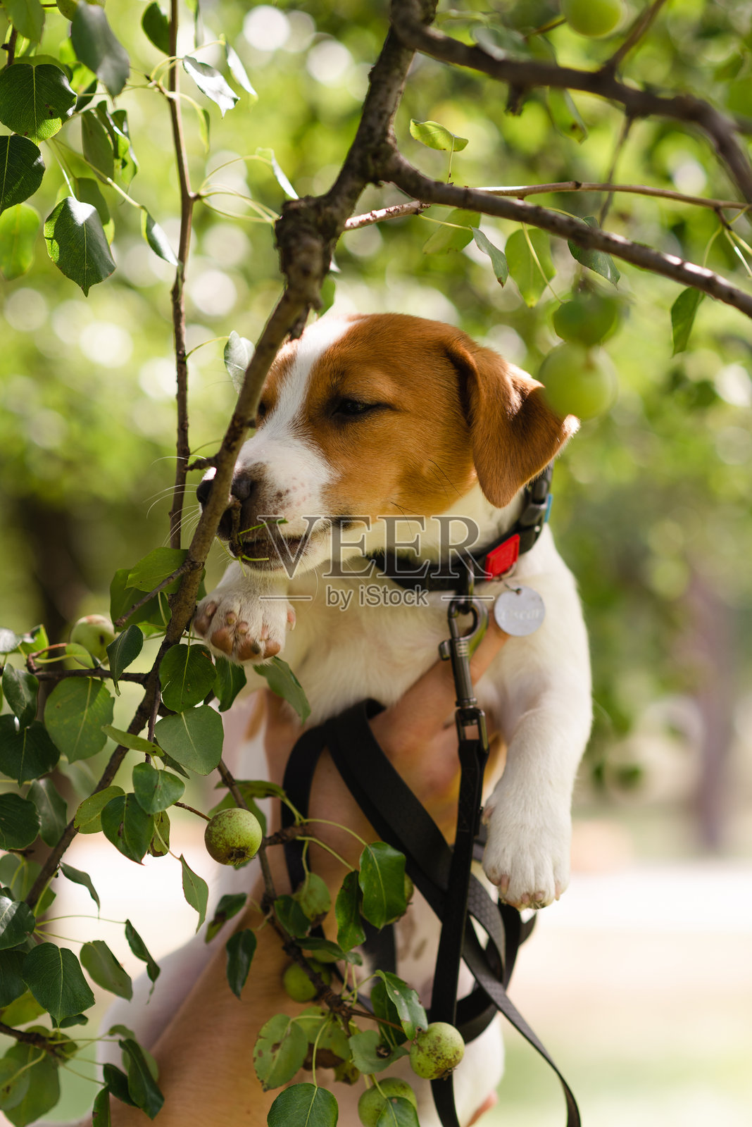 快乐微笑的杰克罗素梗小狗狗在一个阳光明媚的日子里在公园的苹果树旁。宠物关怀与幸福照片摄影图片
