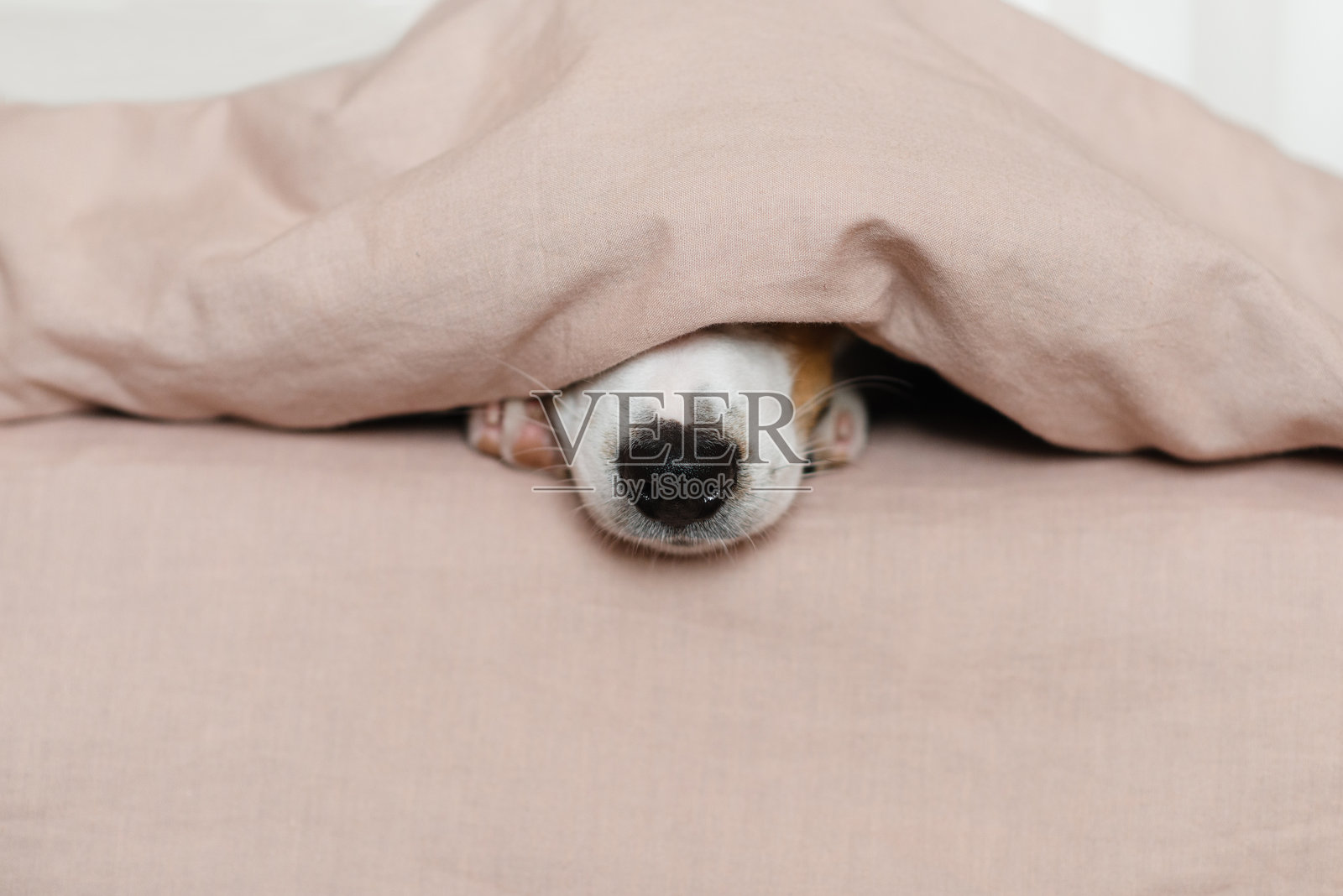 可爱的杰克罗素梗狗躺在床上，上面盖着柔软的米色毯子。有趣的小狗的鼻子从毯子下面探出来照片摄影图片