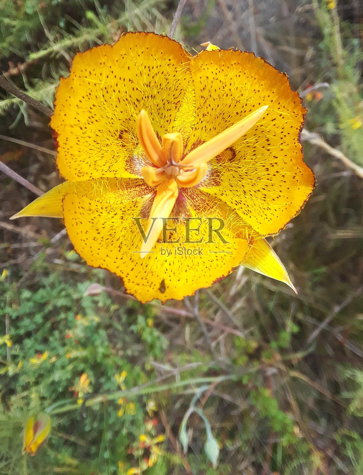 杂草马里波沙百合照片摄影图片