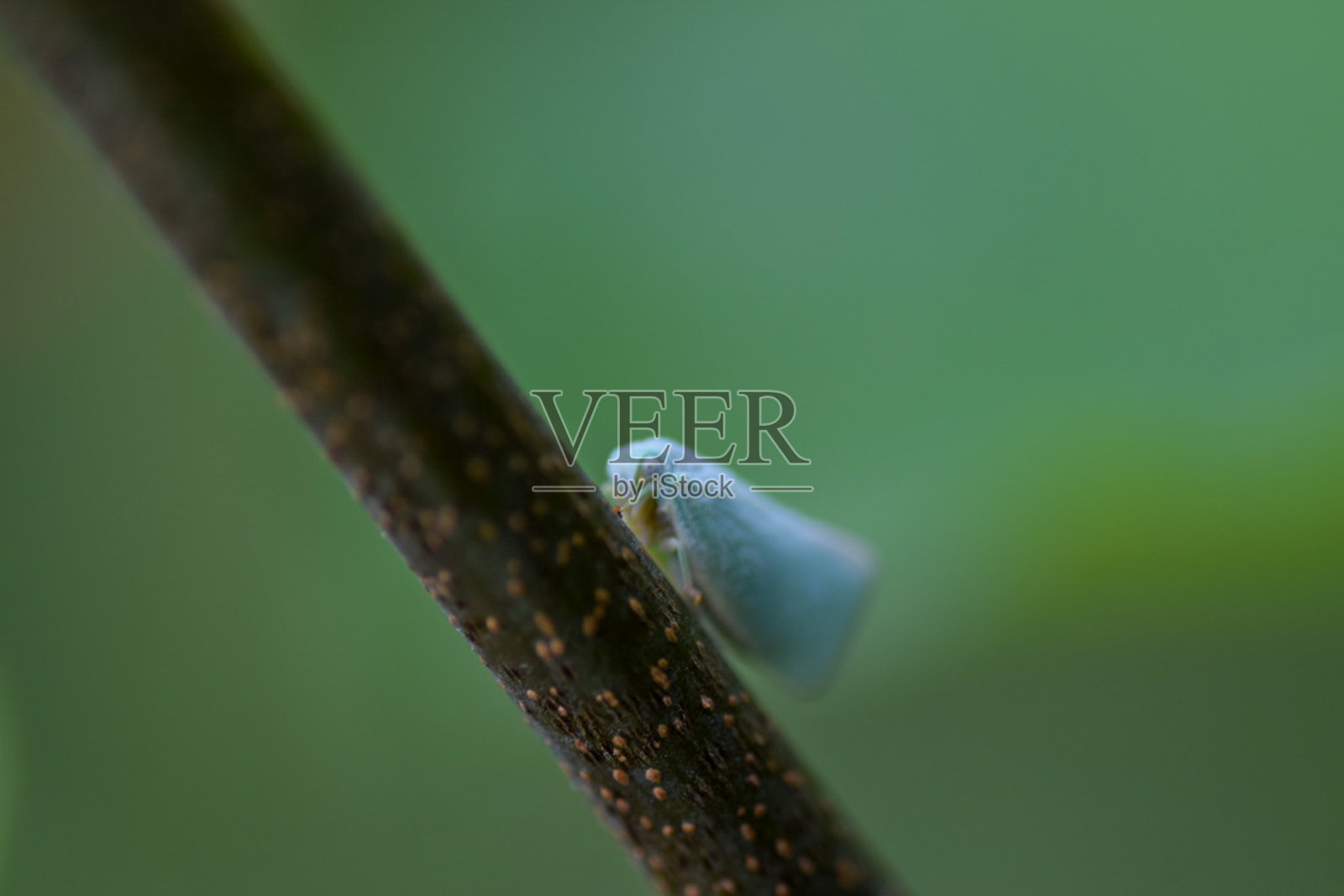 树枝上的飞蛾照片摄影图片