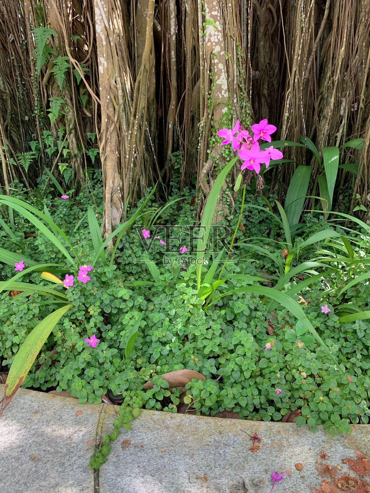 植物生命之美照片摄影图片