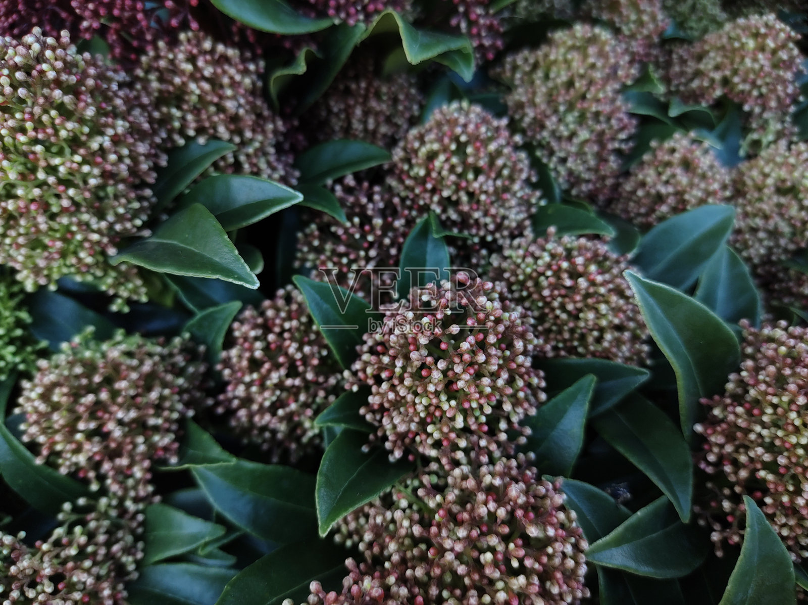 粳稻‘马洛特’照片摄影图片