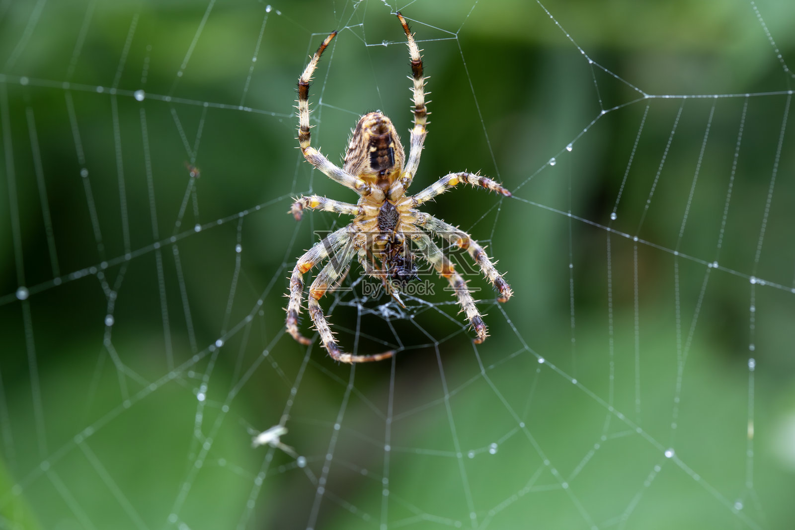 一只欧洲花园蜘蛛(蛛蛛)正在它的网上享用大餐。照片摄影图片