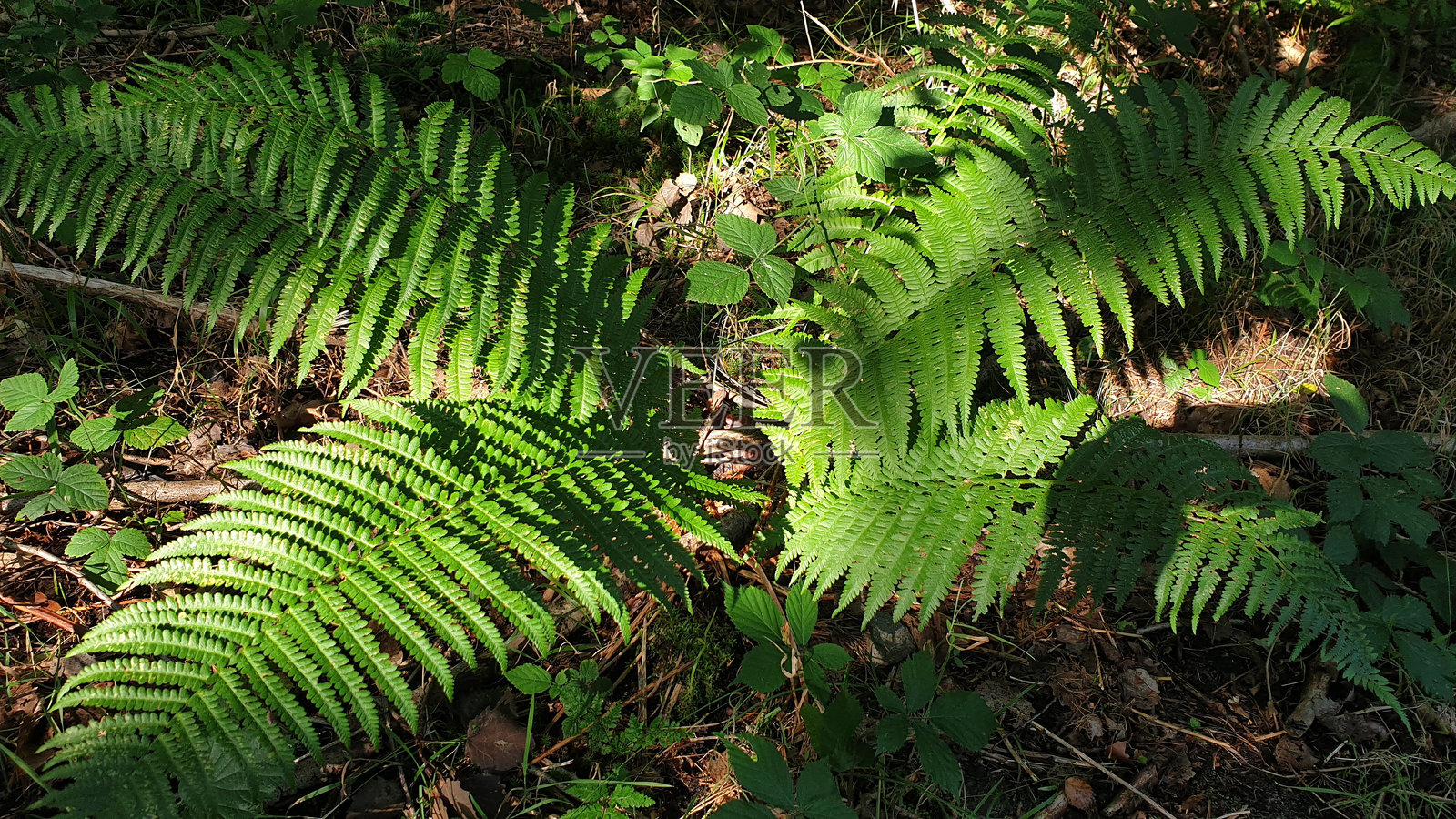 蕨类植物照片摄影图片
