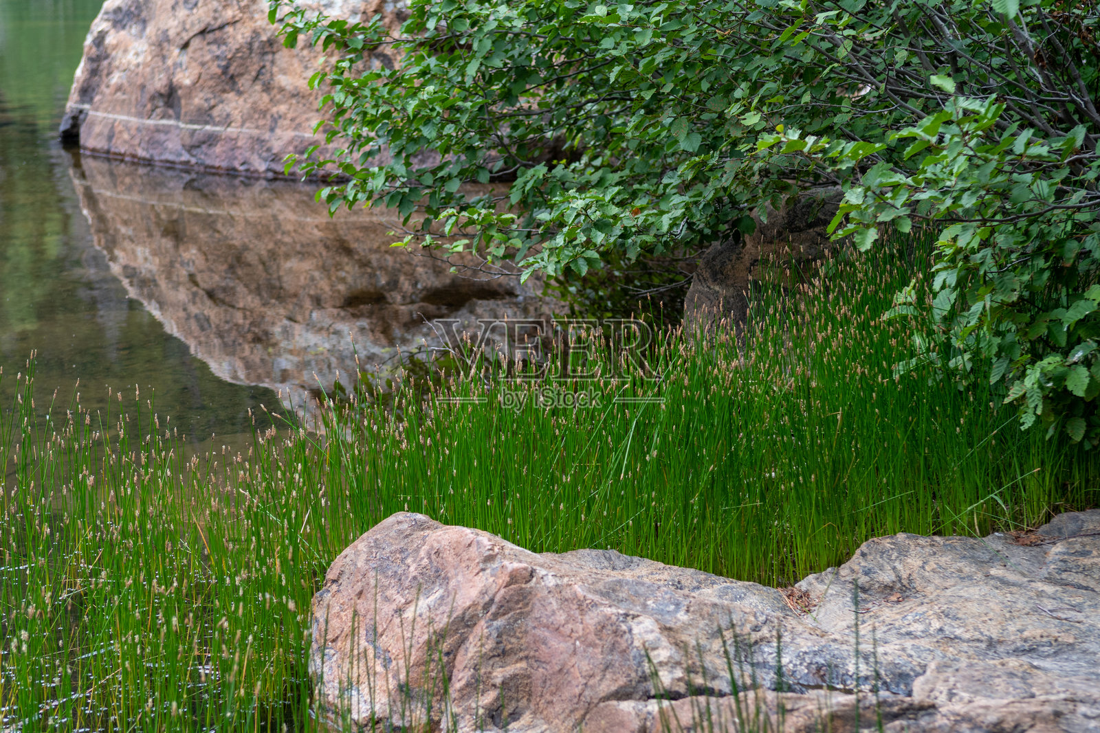 宁静的河滨景色，郁郁葱葱的绿草和岩石海岸线附近的平静的水照片摄影图片