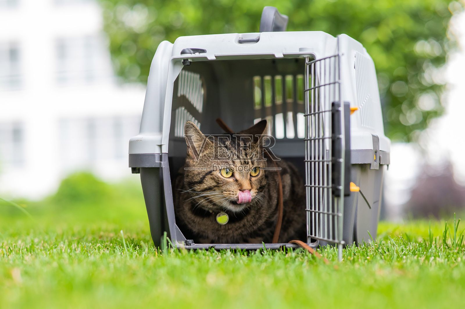 一只平静自信的灰色虎斑猫躺在户外绿草地上的一个笼子里。照片摄影图片