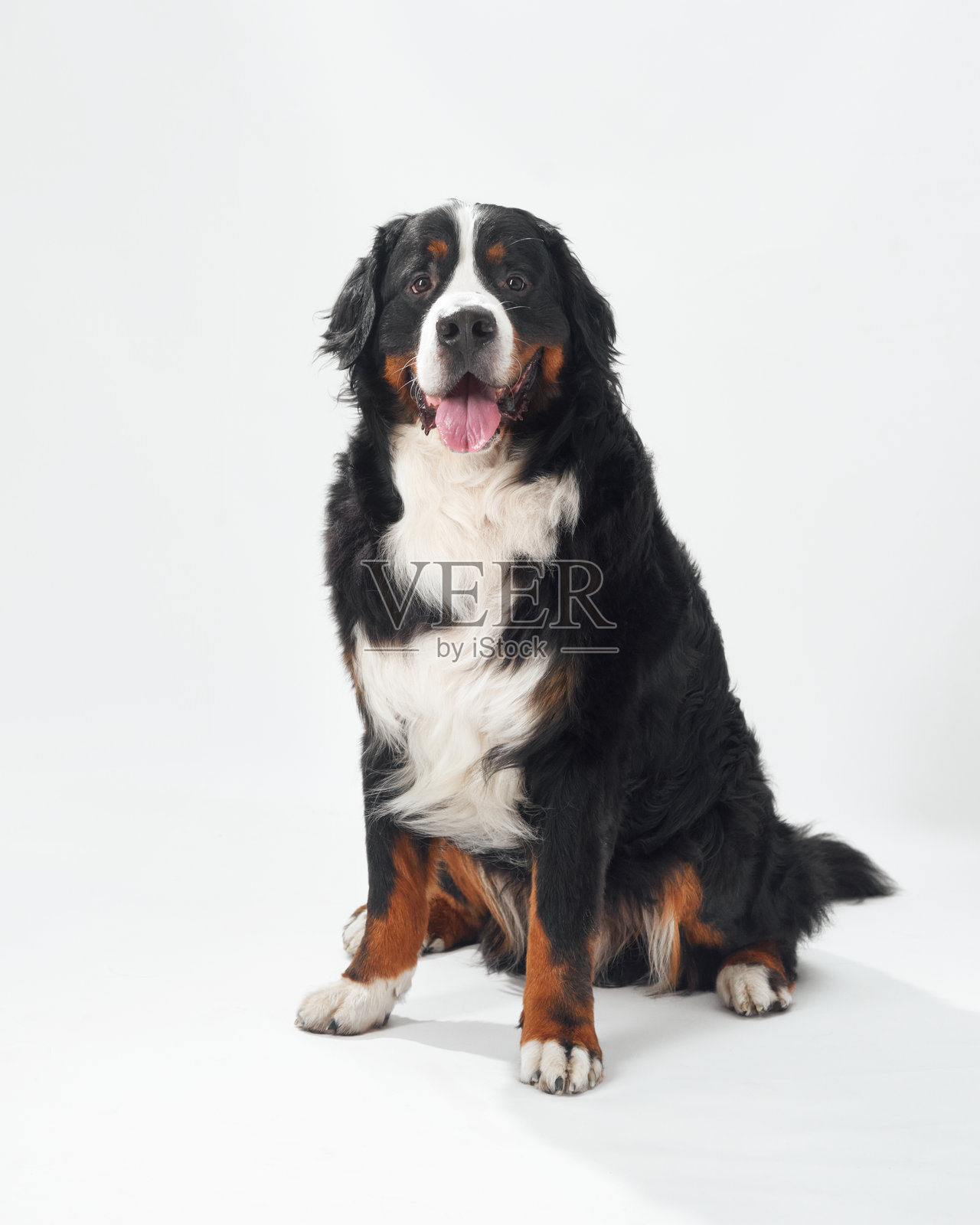 坐在白色背景上的伯尔尼山狗照片摄影图片