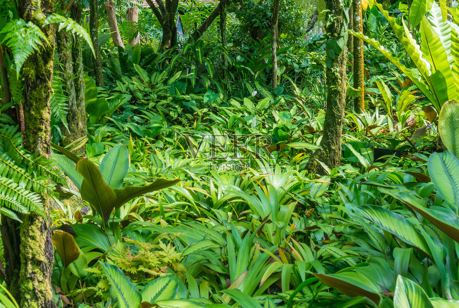 新加坡植物园照片摄影图片