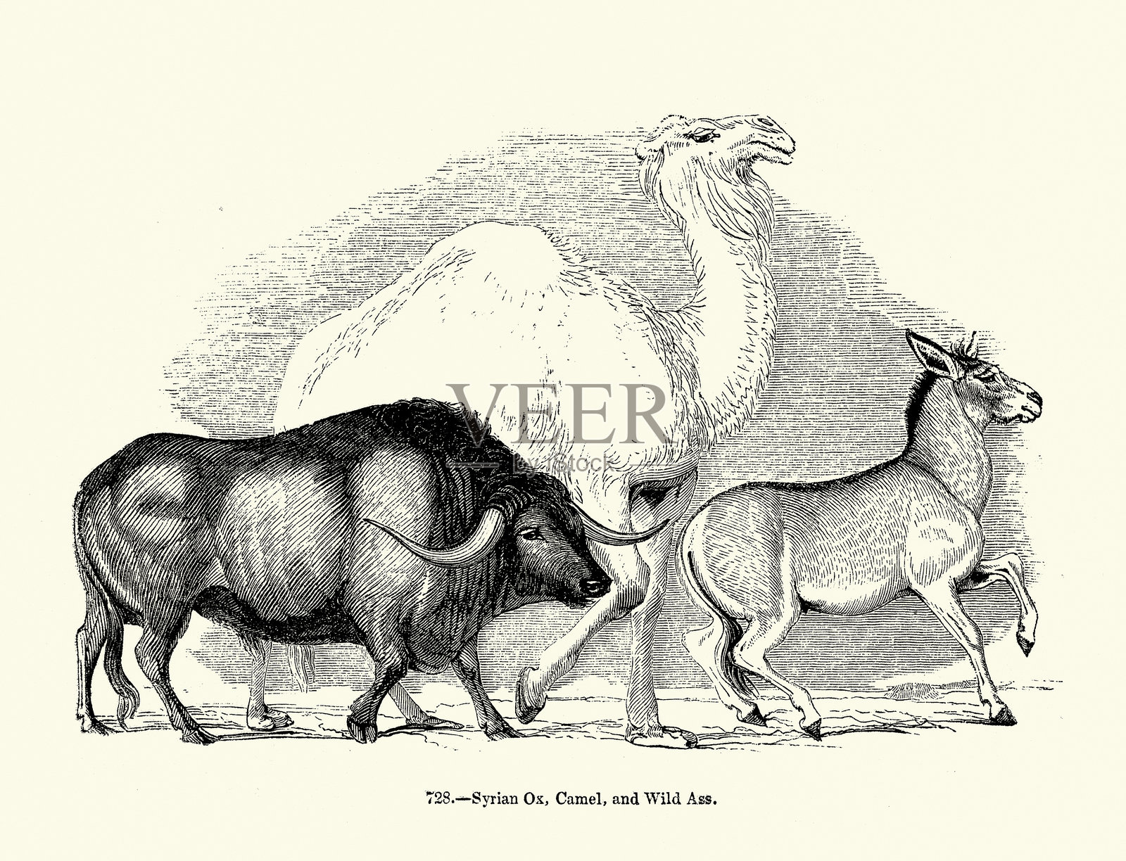 叙利亚牛，骆驼和野驴，维多利亚木刻，野生动物艺术，复古插图，1850年代插画图片素材