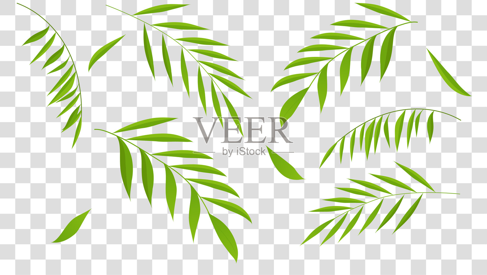 棕榈叶。透明背景上的棕榈树绿叶。花的背景。插画图片素材