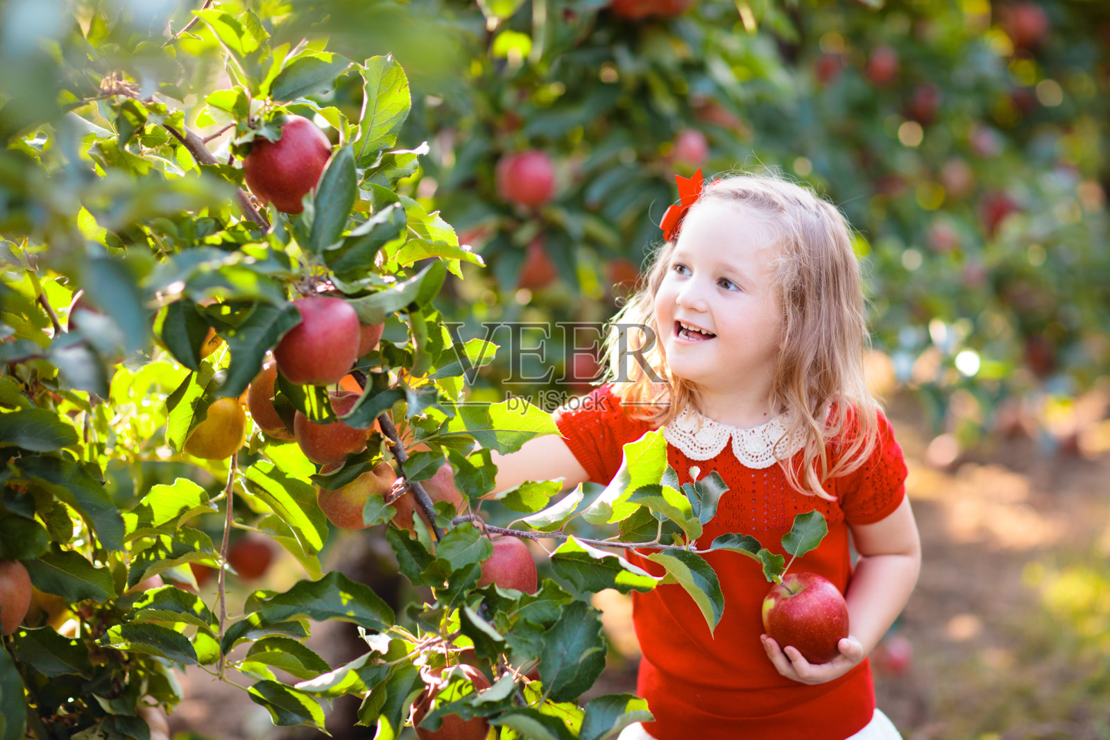 小女孩在果园里摘苹果照片摄影图片