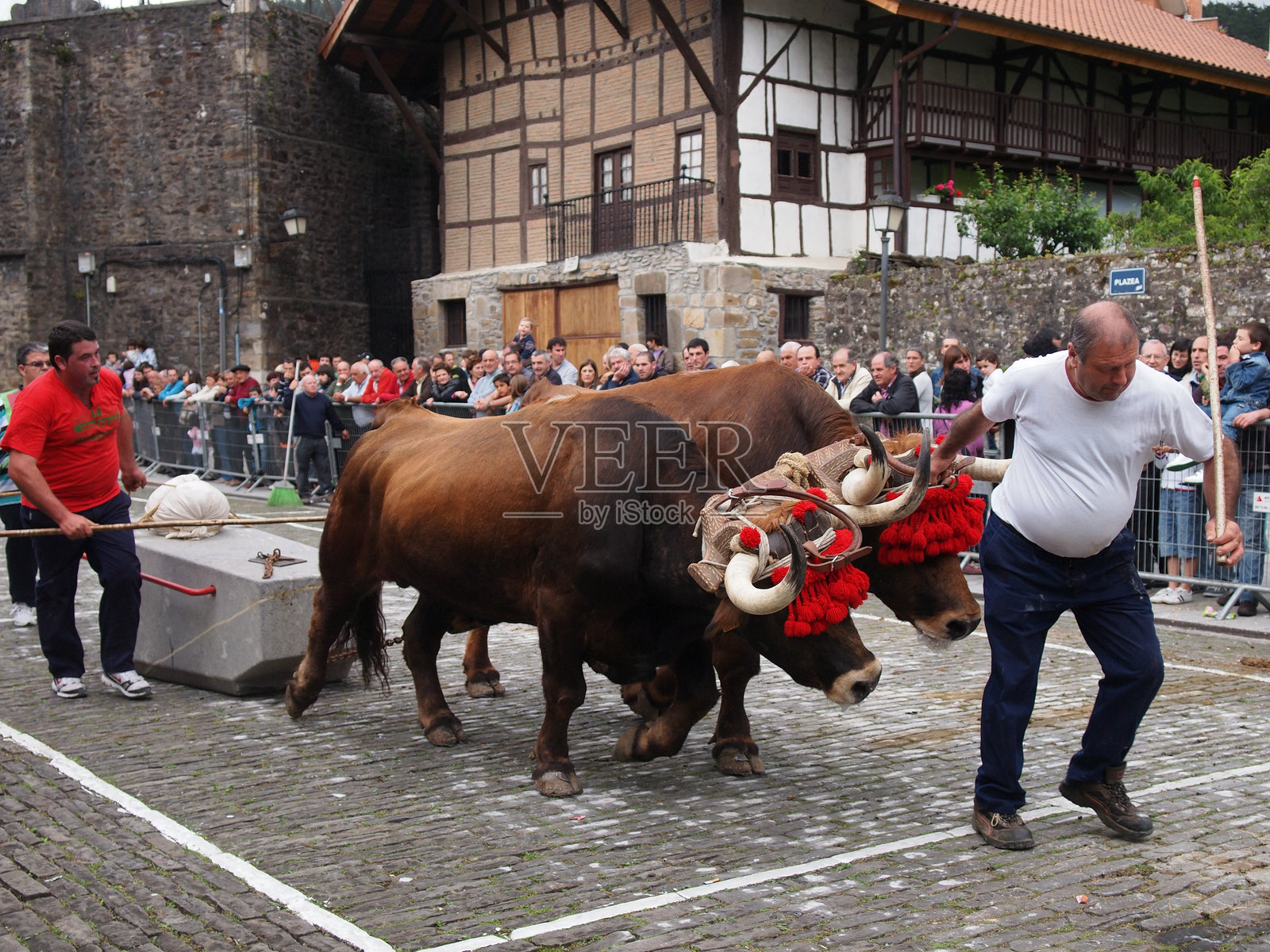 巴斯克农村体育。伊迪普克(牛试验)照片摄影图片