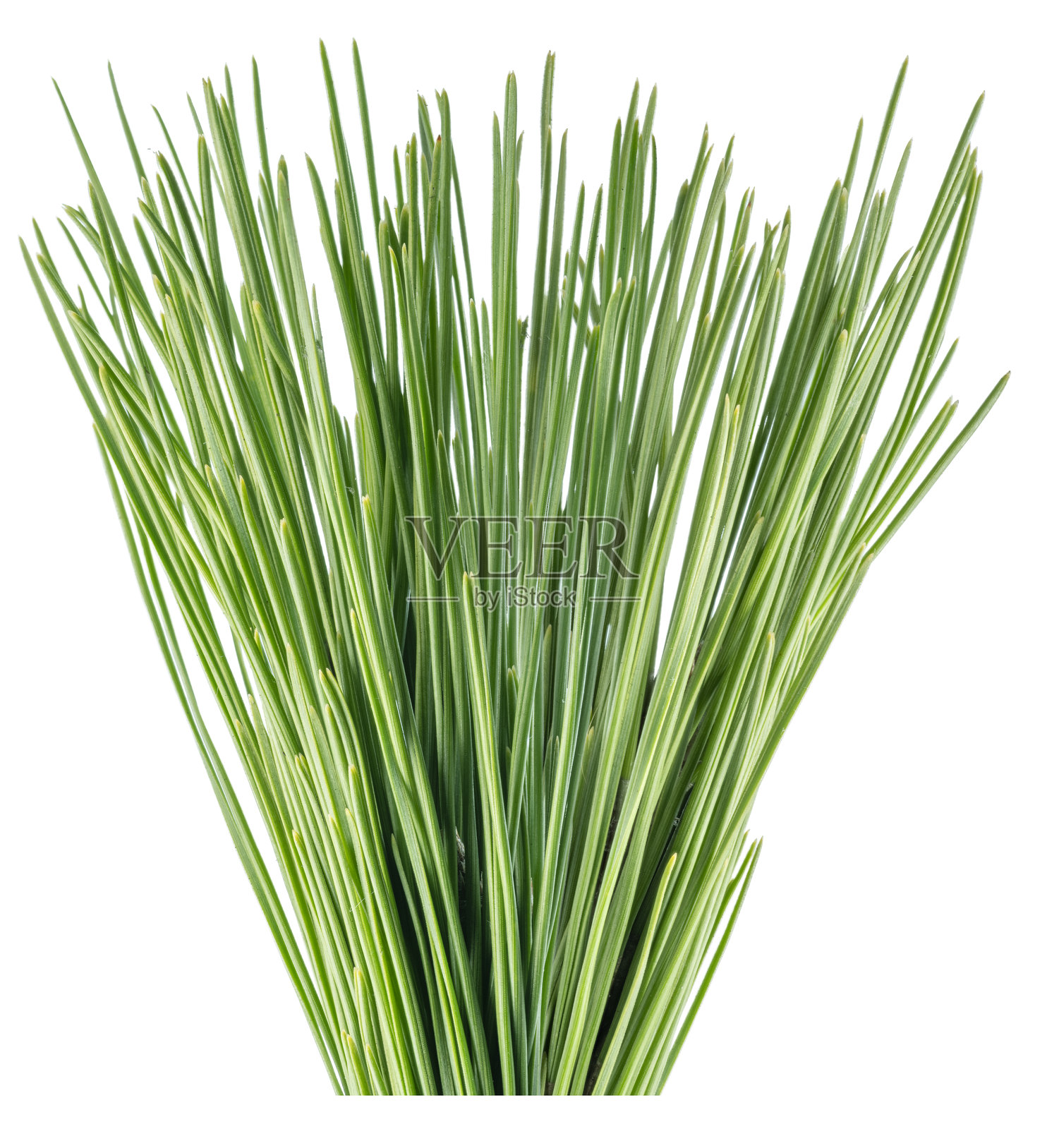 在白色背景上孤立的针叶或针叶。文件包含剪辑路径。照片摄影图片